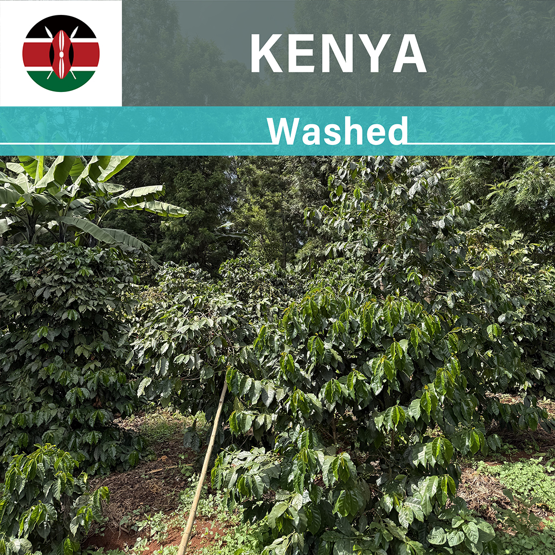 Kenya Kii AA Washed(24/25年クロップ) | ORIGIN COUNTRIES（オリジン
